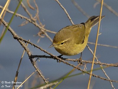 CHIFFCHAFF