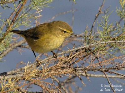 CHIFFCHAFF