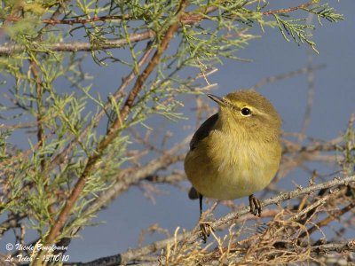 CHIFFCHAFF - PHYLLOSCOPUS COLLYBITA - POUILLOT VELOCE