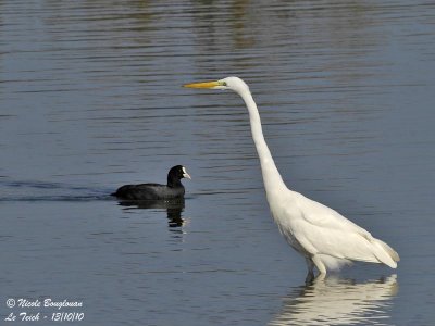 GREAT EGRET - COMMON COOT