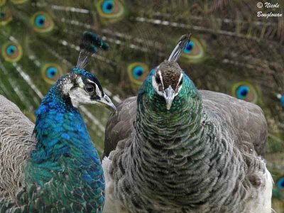 INDIAN PEAFOWL