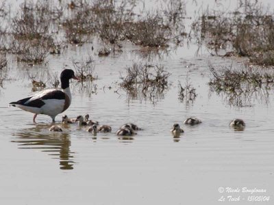 COMMON-SHELDUCK family