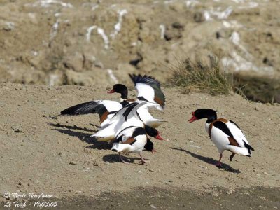 COMMON-SHELDUCK