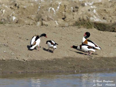 COMMON-SHELDUCK