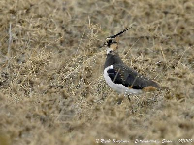 NORTHERN LAPWING - VANELLUS VANELLUS - VANNEAU HUPPE