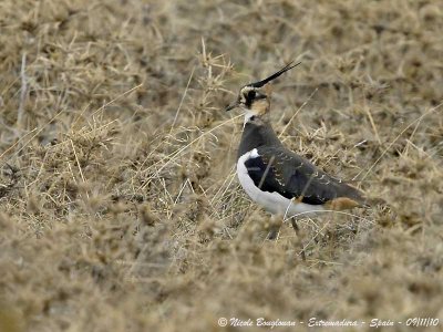 Northern Lapwing