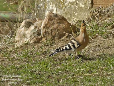 Hoopoe