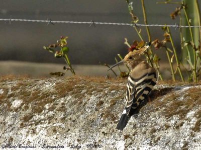 HOOPOE - UPUPA EPOPS - HUPPE FASCIEE