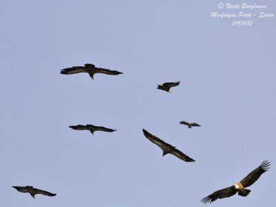 EG Vultures flight group