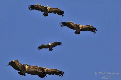 E Griffon Vultures group