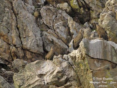 E Griffon Vultures cliff