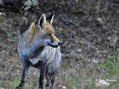 RED FOX - VULPES VULPES - RENARD ROUX