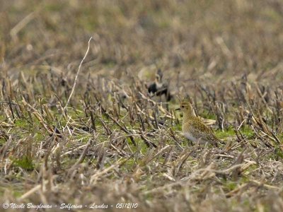 EUROPEAN GOLDEN PLOVER