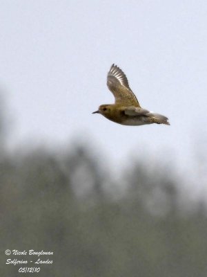 EUROPEAN GOLDEN PLOVER