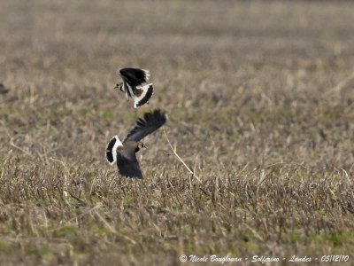 NORTHERN LAPWING - Dispute on the wintering grounds