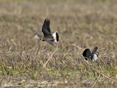 NORTHERN LAPWING - Dispute on the wintering grounds