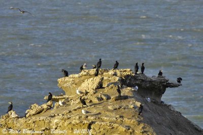 Rock - Gulls - Cormorants