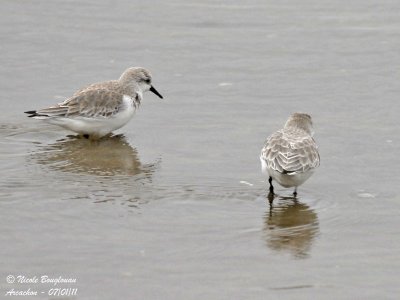 SANDERLING