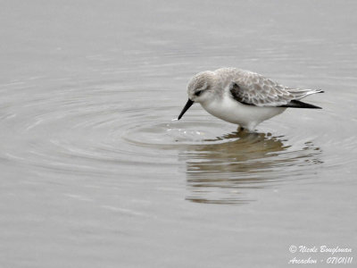 SANDERLING
