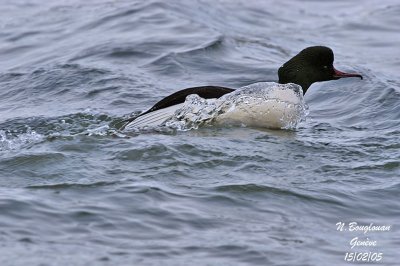 GOOSANDER male