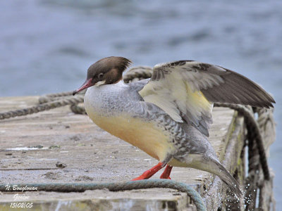 GOOSANDER female