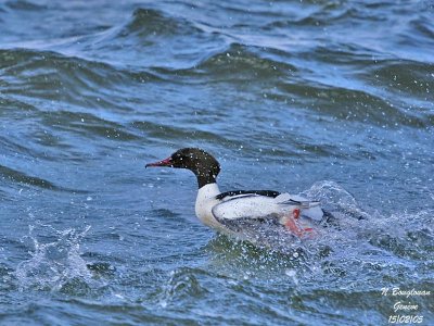 GOOSANDER male