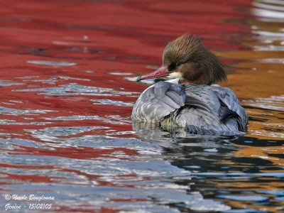 GOOSANDER female