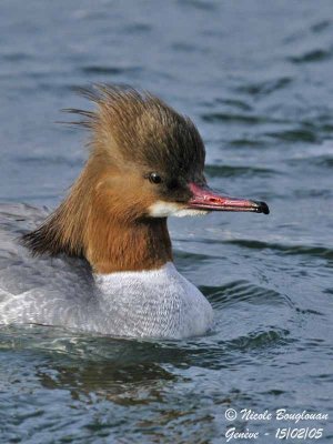 GOOSANDER female