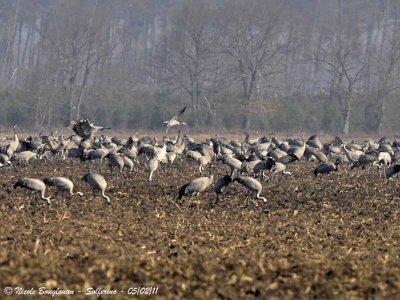 Common Cranes - flock