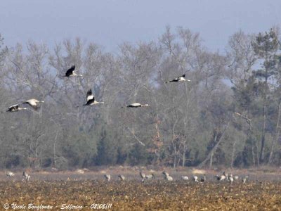 Common Cranes - flock