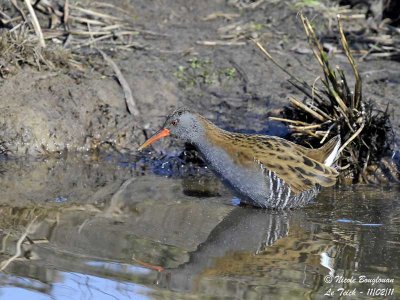 Water Rail