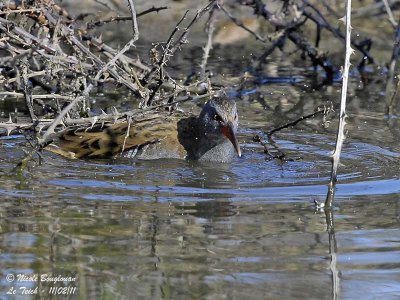 Water Rail