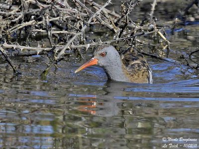 Water Rail