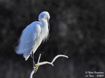 LITTLE EGRET