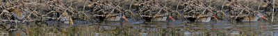 WATER RAIL behaviour