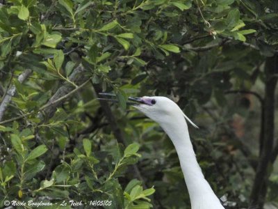 LITTLE EGRET breeding plumage