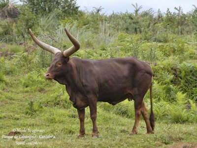 WATUSI - BOS PRIMIGENIUS TAURUS