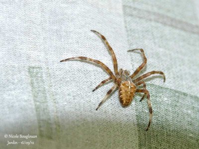 EUROPEAN GARDEN SPIDER - ARANEUS DIADEMATUS -EPEIRE DIADEME