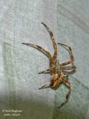 EUROPEAN GARDEN SPIDER - ARANEUS DIADEMATUS -EPEIRE DIADEME