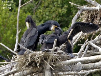 GREAT CORMORANT feeding young