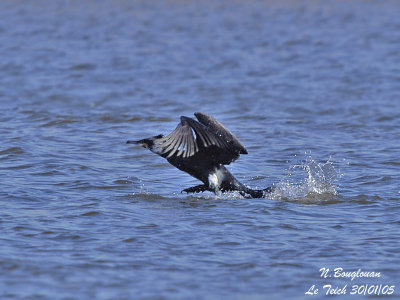 GREAT CORMORANT takes off