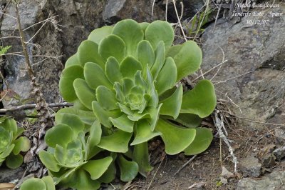 Houseleek - Crassulaceae