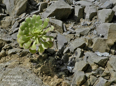 Houseleek - Crassulaceae