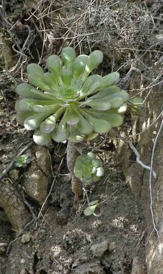 Sp Crassulaceae