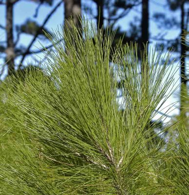 Canarian Pine