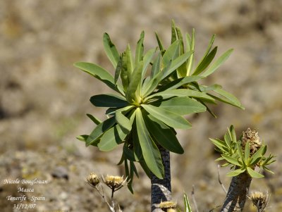 Unknown plant