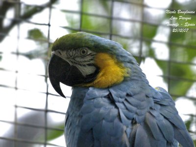 Blue and yellow Macaw - Ara ararauna - Ara bleu