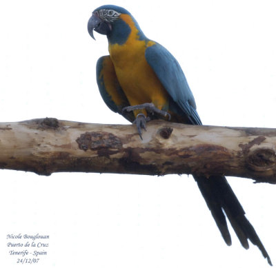 Blue-throated Macaw - Ara glaucogularis - Ara canind