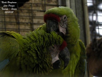 Great Green Macaw - Ara ambigua - Ara de Buffon