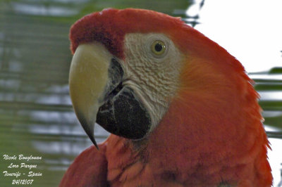 Scarlet Macaw - Ara macao - Ara rouge